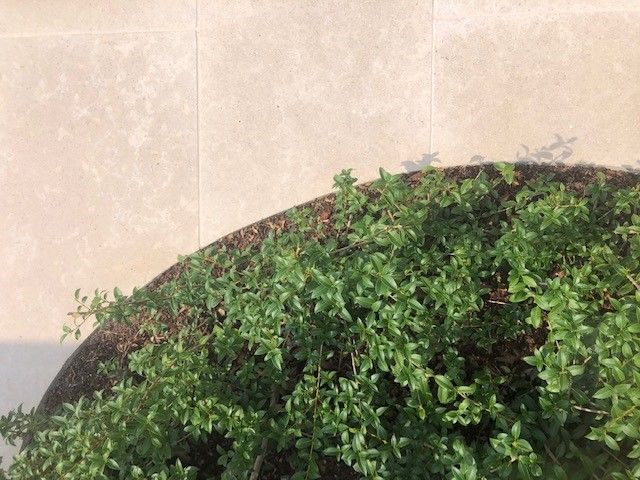 Osmanthus burkwoodii